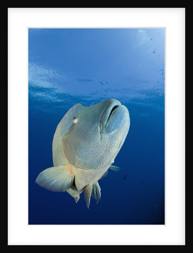 Humpback Wrasse (Cheilinus undulatus), Blue Corner, Micronesia, Palau by Anonymous