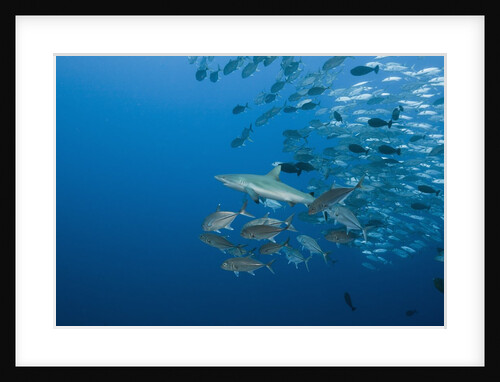 Jackfish school (Caranx by Anonymous