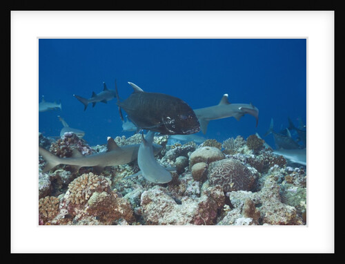 Whitetip Reef Sharks (Triaenodon obesus) and Giant Trevally (Caranx ignobilis) hunting together over a coral reef by Anonymous