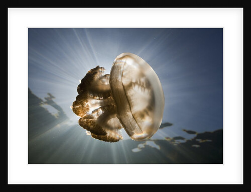 Mastigias Jellyfish in backlight (Mastigias papua etpisonii), Jellyfish Lake, Micronesia, Palau by Anonymous