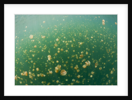 Mastigias Jellyfish (Mastigias papua etpisonii) in Jellyfish Lake, Micronesia, Palau by Anonymous