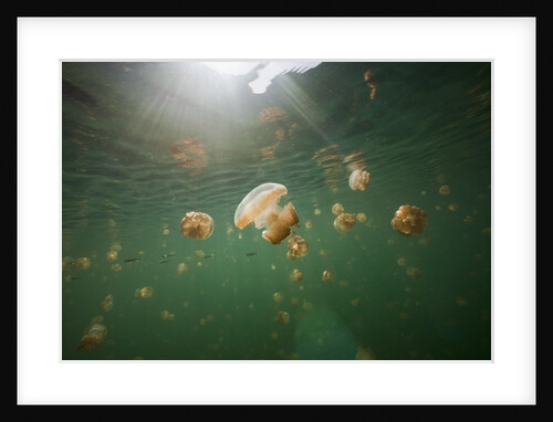Mastigias Jellyfish (Mastigias papua etpisonii) endemic to Jellyfish Lake, Micronesia, Palau by Anonymous