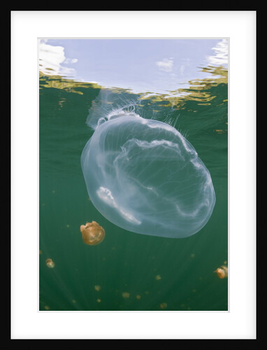 Giant Moon Jellyfish in Jellyfish Lake (Aurita aurita) with Mastigias Jellyfish in the background by Anonymous