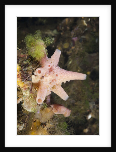 Sponge in Jellyfish Lake, Micronesia, Palau by Anonymous