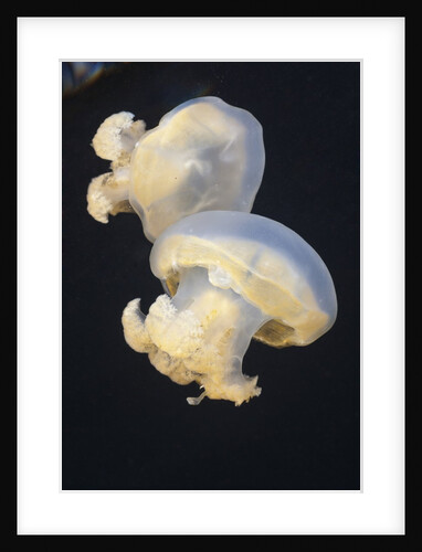 Jellyfish (Mastigias papua etpisonii), Jellyfish Lake, Micronesia, Palau by Anonymous