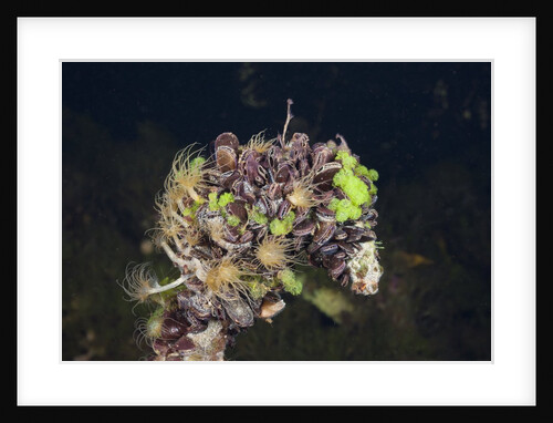 Mussels in Jellyfish Lake, Micronesia, Palau by Anonymous