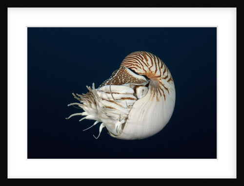 Chambered Nautilus (Nautilus belauensis), Micronesia, Palau by Anonymous