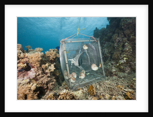 Nautilus were trapped from 300 meters in the night (Nautilus belauensis), Micronesia, Palau by Anonymous