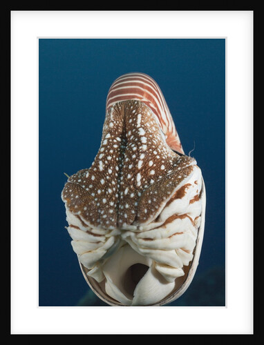 Chambered Nautilus (Nautilus belauensis), Micronesia, Palau by Anonymous