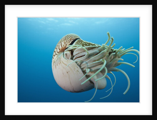 Chambered Nautilus (Nautilus belauensis), Micronesia, Palau by Anonymous