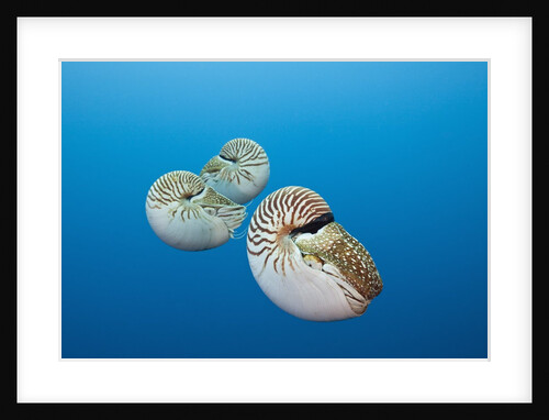 Group of Chambered Nautilus (Nautilus belauensis), Micronesia, Palau by Anonymous