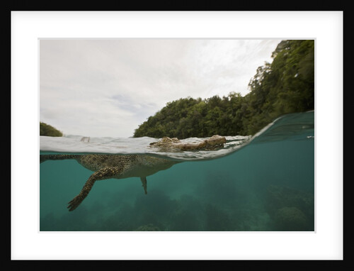 Saltwater Crocodile swimming with its head just above the surface (Crocodylus porosus) by Anonymous