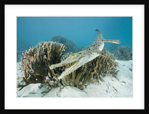 Saltwater Crocodile swimming near a coral reef (Crocodylus porosus), Micronesia, Palau by Anonymous