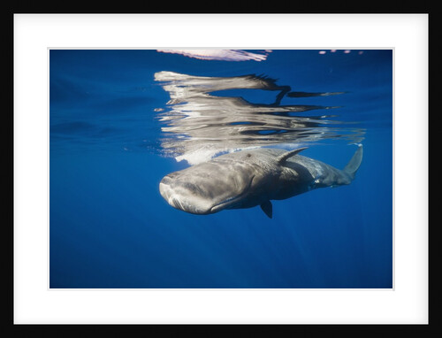 Sperm Whale swimming just under the surface (Physeter catodon), Caribbean, Dominica by Anonymous