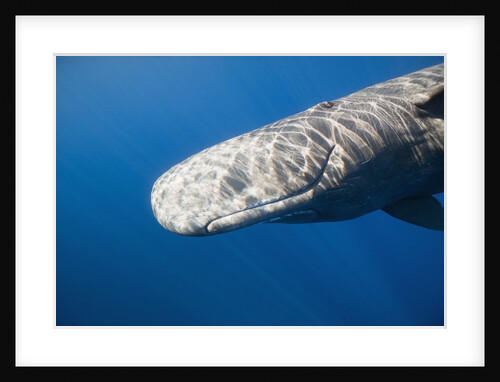Sperm Whale head (Physeter catodon), Caribbean, Dominica by Anonymous