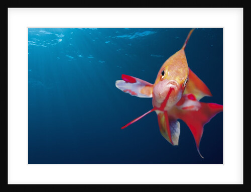 Lytretail Fairy Basslet (Pseudanthias squamipinnis) Marsa Alam, Red Sea, Egypt by Anonymous