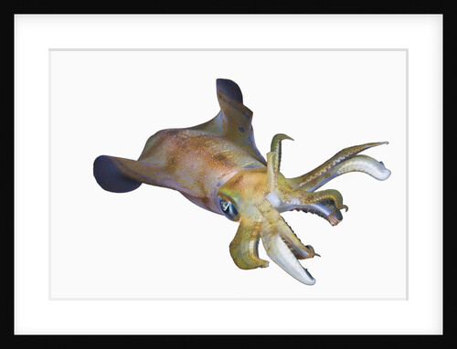 Bigfin Reef Squid (Sepioteuthis lessoniana) by Anonymous
