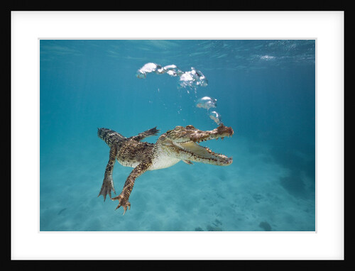 Saltwater Crocodile (Crocodylus porosus), Queensland, Australia by Anonymous