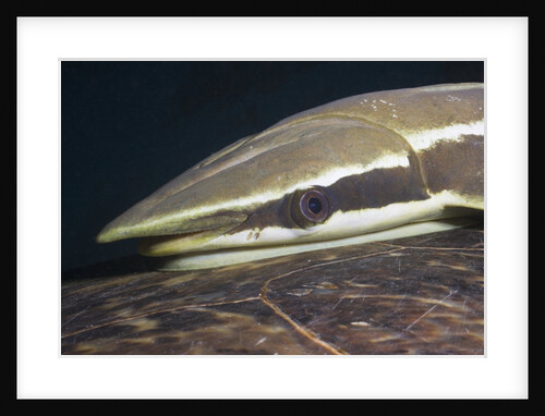 Sharksucker on Turtle (Echeneis naucrates), Marsa Alam, Red Sea, Egypt by Anonymous