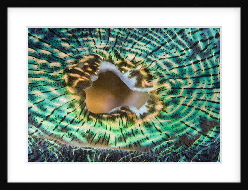 Close up of the mantle of the Giant Clam (Tridacna squamosa), Micronesia, Palau by Anonymous