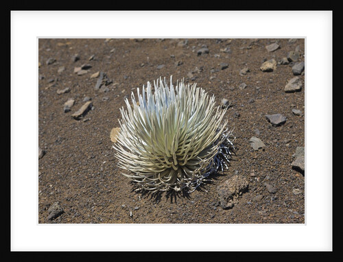 Endangered and endemic Silversword at Haleakala Volcano Crater (Argyroxiphium sandwicense macrocephalum) by Anonymous