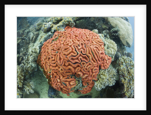 Fluorescence of a Brain Coral in daylight, Micronesia, Palau by Anonymous