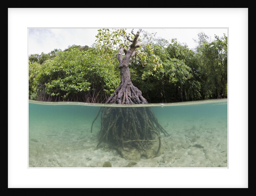 Split image of a large Mangrove and its extensive prop root system by Anonymous