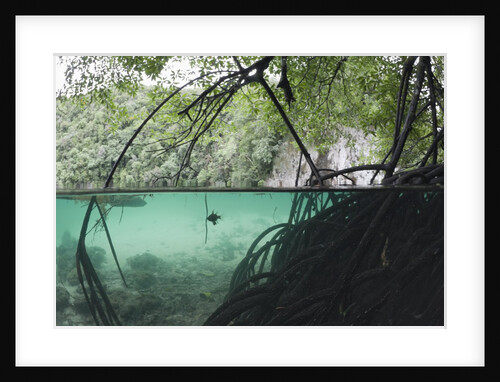 Mangroves trees above and underwater by Anonymous