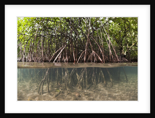 Split image of Mangroves and their extensive prop roots, Risong Bay, Micronesia, Palau by Anonymous