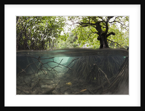 Split image of Mangroves and their extensive underwater prop root system by Anonymous
