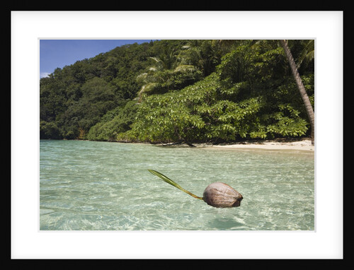 Coconut floating in Lagoon, Micronesia, Palau by Anonymous