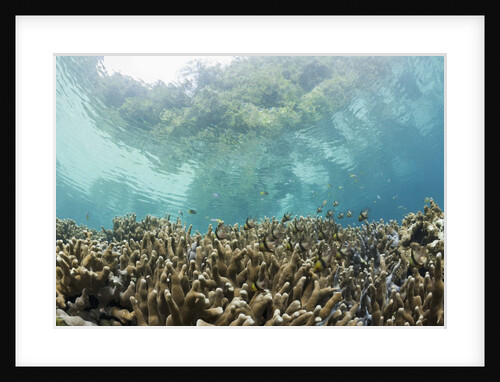 Coral reef in Risong Bay, Micronesia, Palau by Anonymous