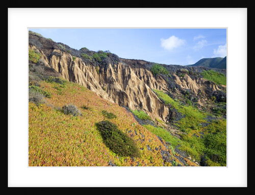 Succulent plants at Garrapata State Park on Big Sur Coast by Anonymous