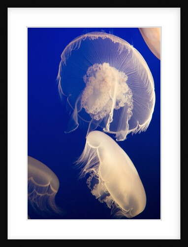 Moon Jelly by Anonymous