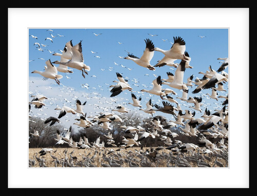 Snow geese and sandhill cranes by Anonymous