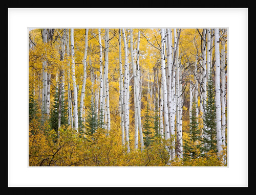 Colorful aspen trees. Thorpe Mountain, Colorado by Anonymous