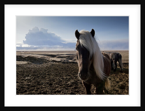 Icelandic horses near ash plume from Eyjafjallajokull eruption by Anonymous