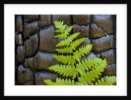 Fern in the front of burned log at Yosemite National Park by Anonymous