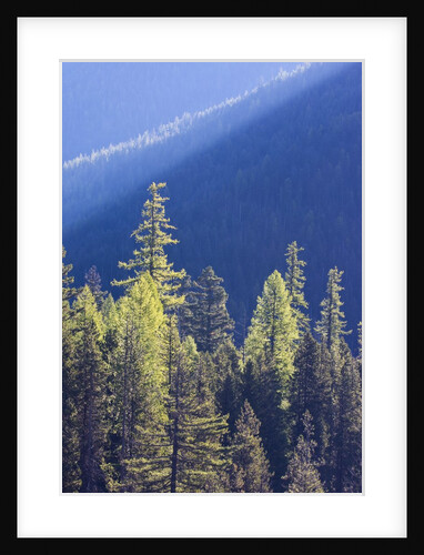 Backlit Western larch trees in Mount Rainier National Park by Anonymous