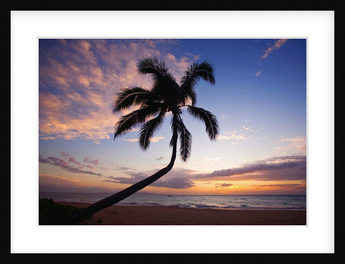 Coconut palm silhouetted at sunset at Kamaole Beach Park in Hawaii by Anonymous