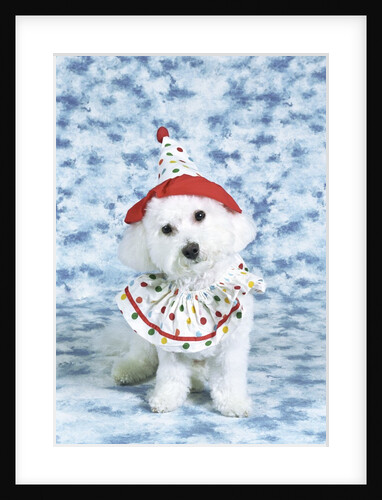 White poodle puppy wearing clown costume by Anonymous