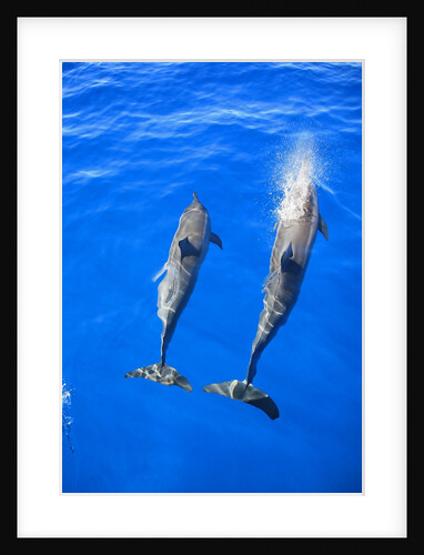 Two spinner dolphin off Manele Bay at Lanai in Hawaii by Anonymous