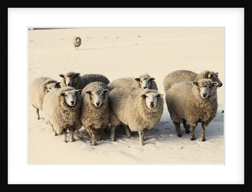 Sheep in winter by Anonymous
