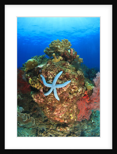 Blue Sea Star and brilliant red sea fans near Komba Island in the Flores Sea, Indonesia by Anonymous