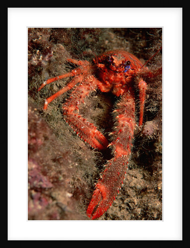 Crab (Galathea strigosa). by Anonymous