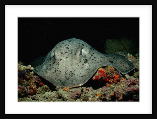 Black-spotted Stingray (Taeniura meyeni). by Anonymous