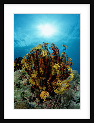 Crinoid (Comanthus parvicirrus). by Anonymous