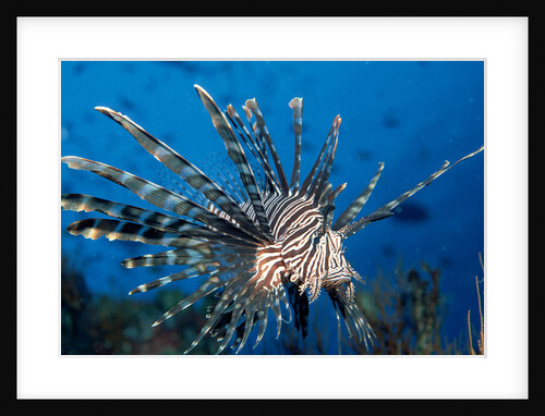 Lionfish or Turkeyfish (Pterois volitans), Indian Ocean. by Anonymous