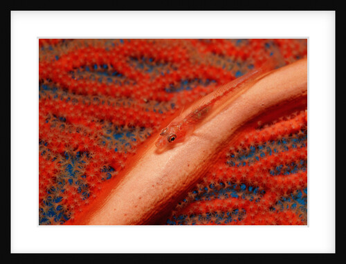 Gorgonian Goby (Braninops amplus) by Anonymous