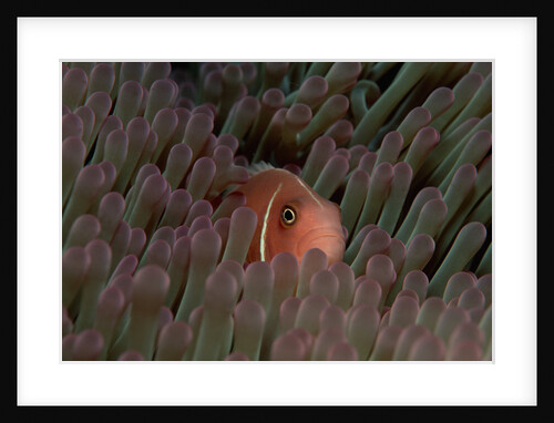 Pink Anemonefish (Amphiprion perideraion) in a Sea Anemone, Pacific Ocean. by Anonymous
